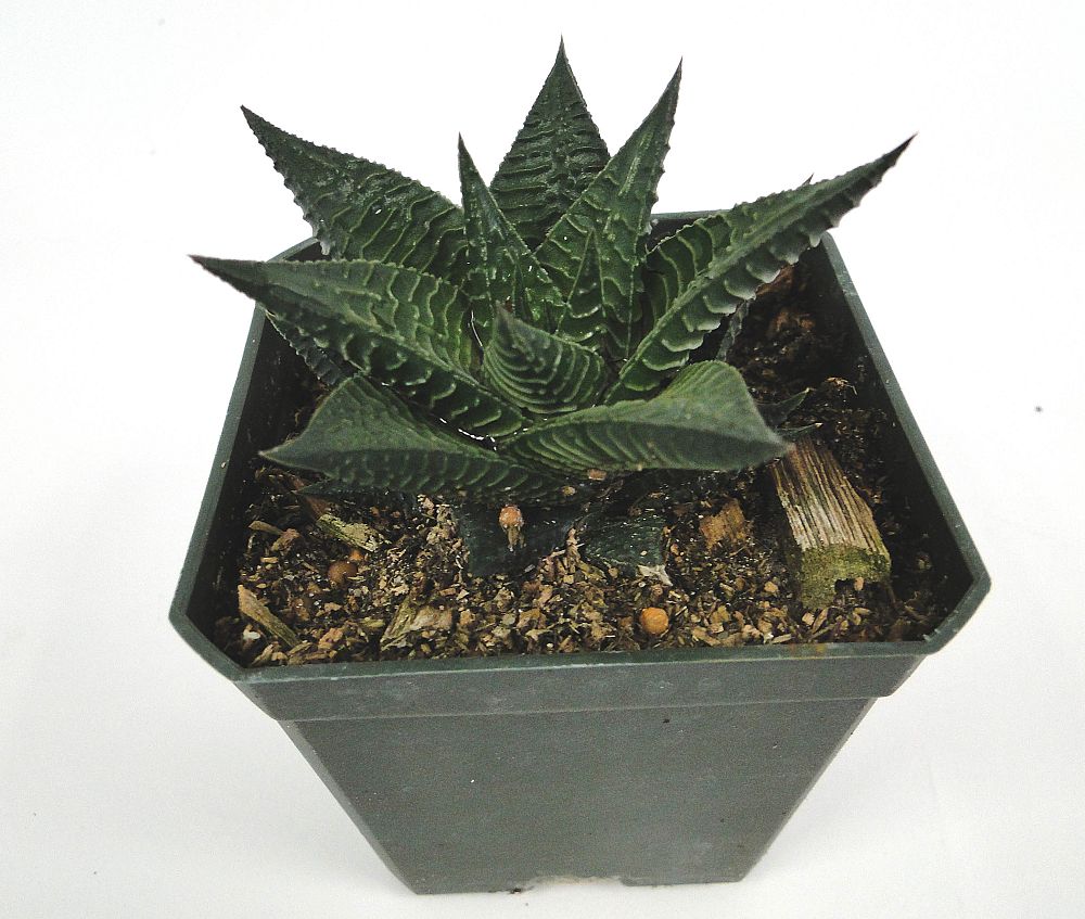 haworthia-limifolia