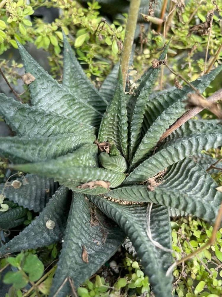 haworthia-limifolia