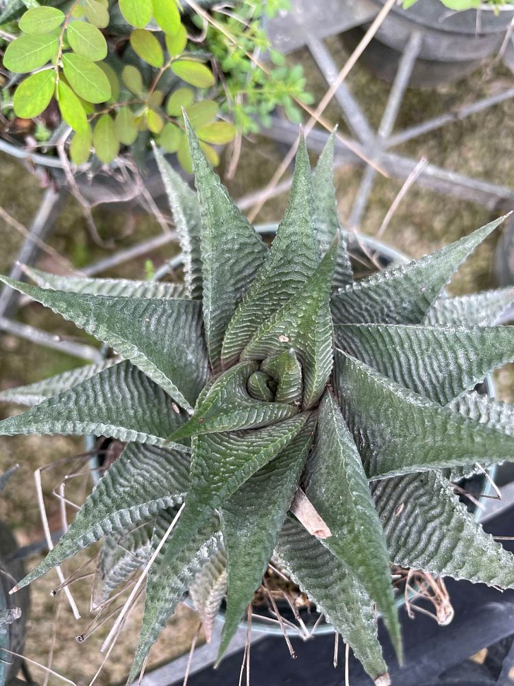 haworthia-limifolia