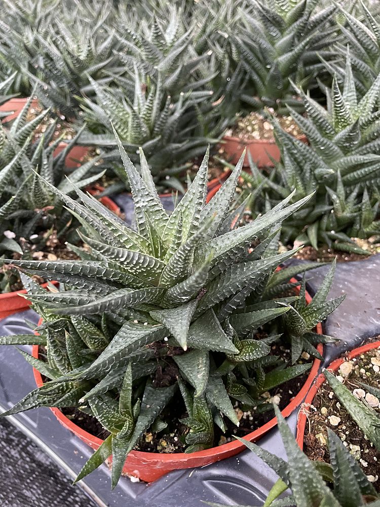 haworthia-limifolia