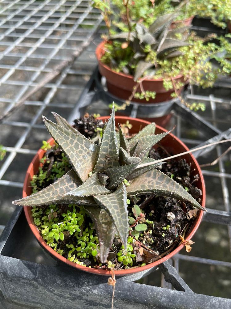 haworthia-venosa-tessellata