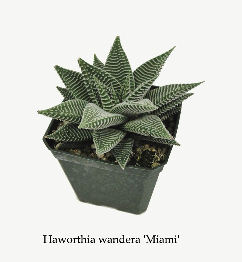 haworthia-wandera-miami-zebra-cactus