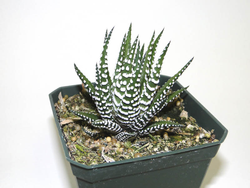 haworthia-zebra-cactus