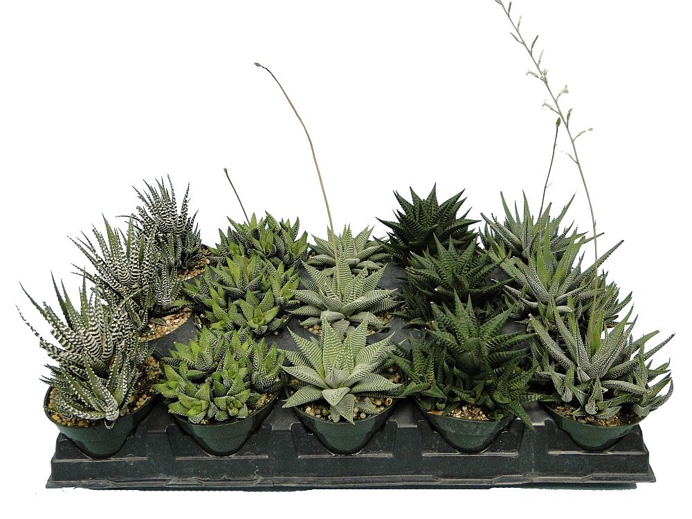haworthia-zebra-cactus