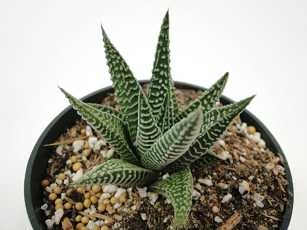 haworthia-zebra-cactus