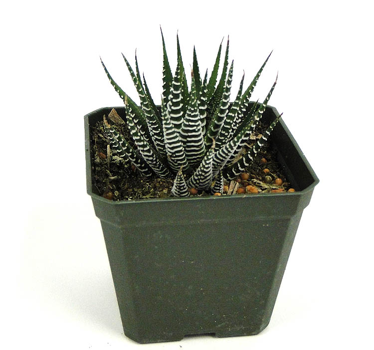 haworthia-zebra-cactus