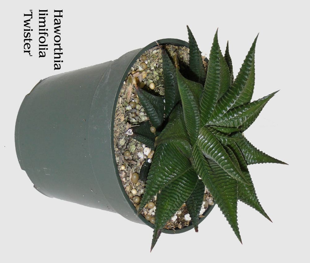 haworthia-zebra-cactus