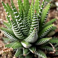 haworthia-zebra-cactus