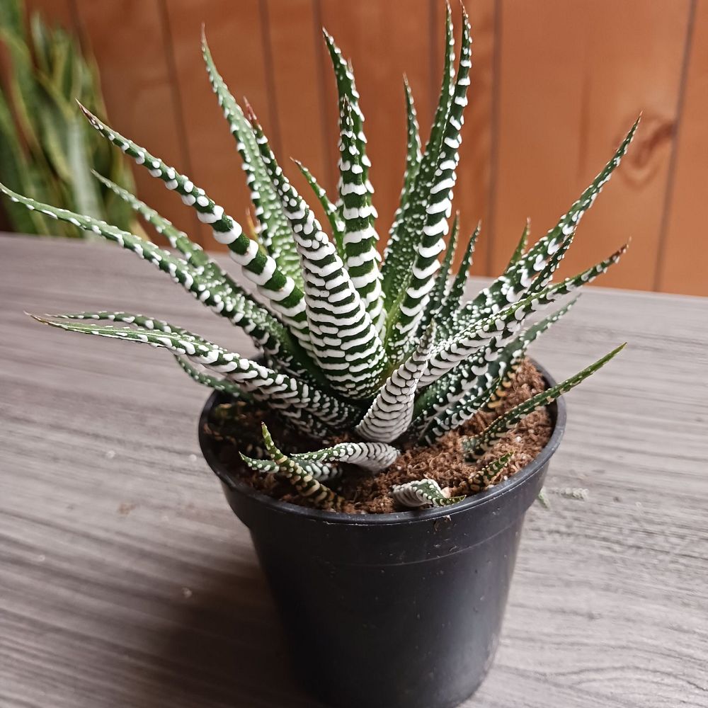 haworthia-zebra-cactus