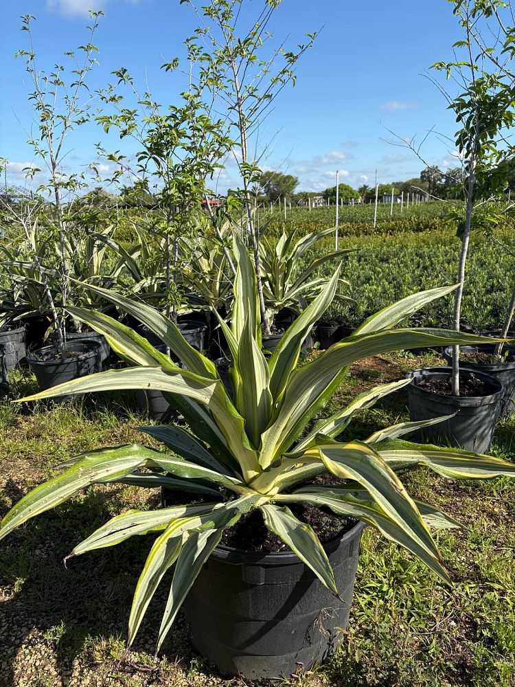 hechtia-argentea-hechtia-false-agave