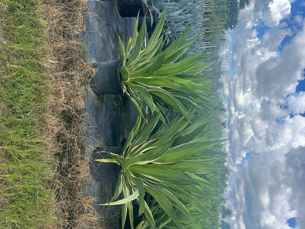 hechtia-galeottii-hechtia-false-agave