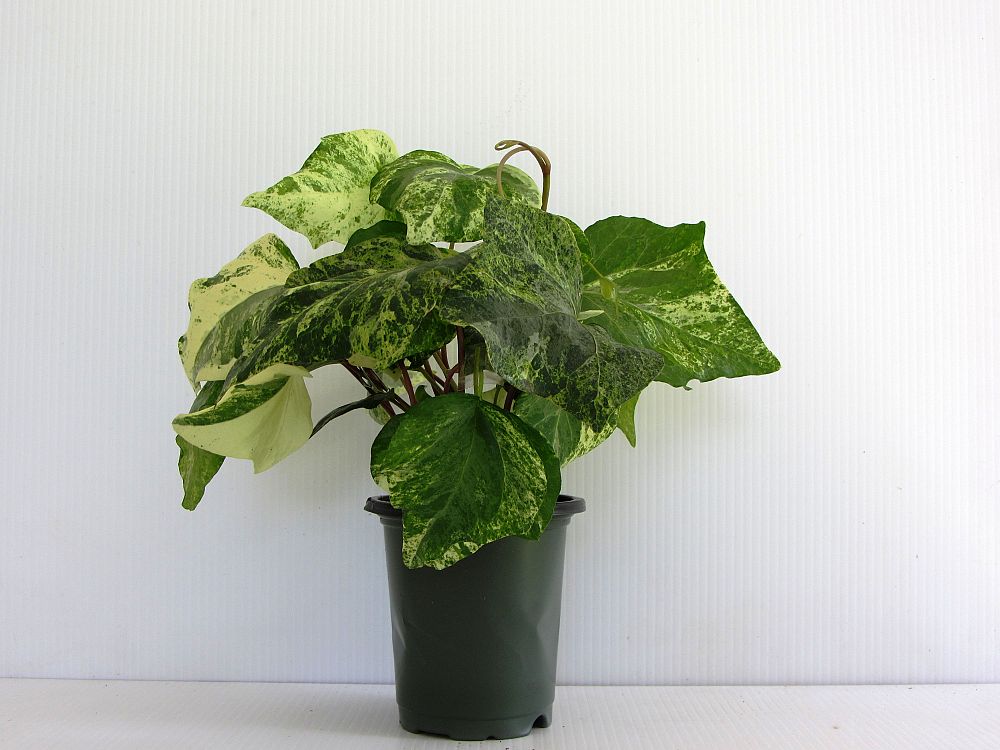 hedera-canariensis-algerian-ivy