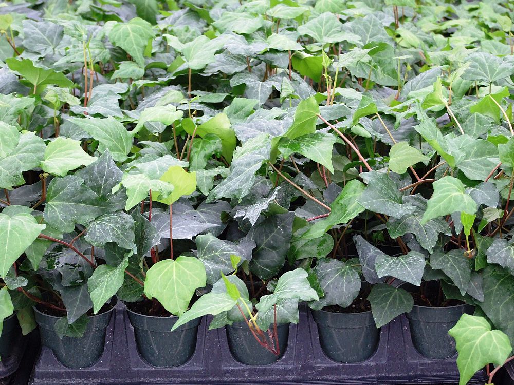 hedera-canariensis-algerian-ivy
