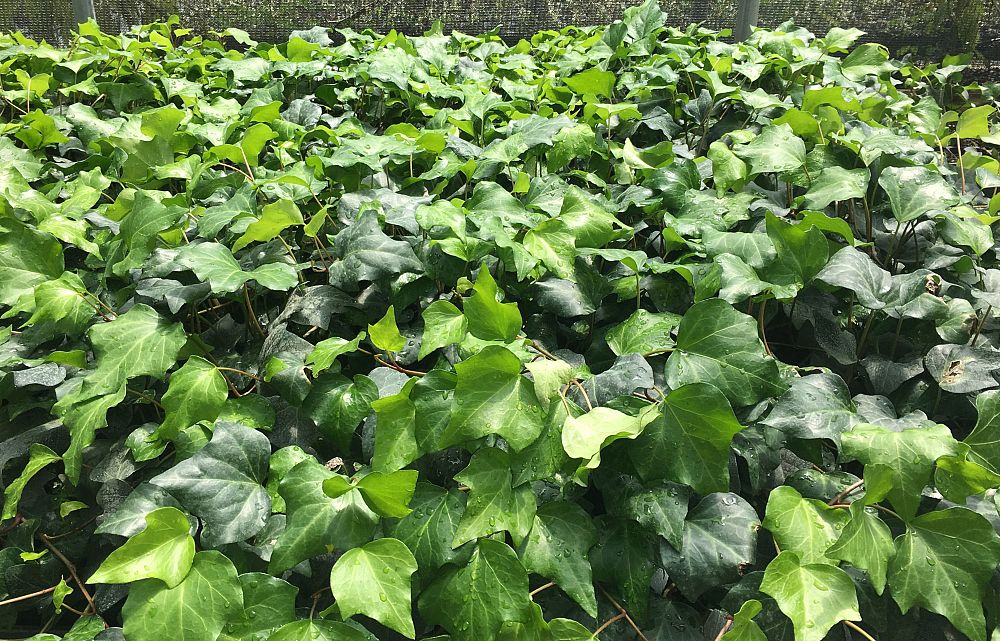 hedera-canariensis-algerian-ivy