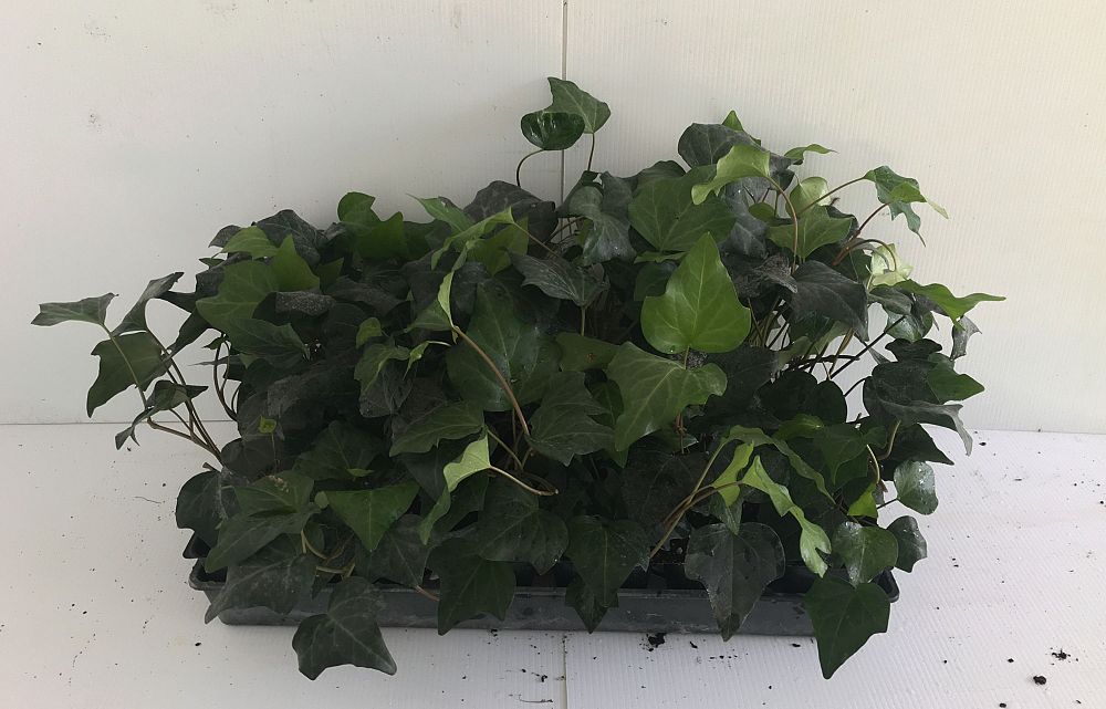 hedera-canariensis-algerian-ivy