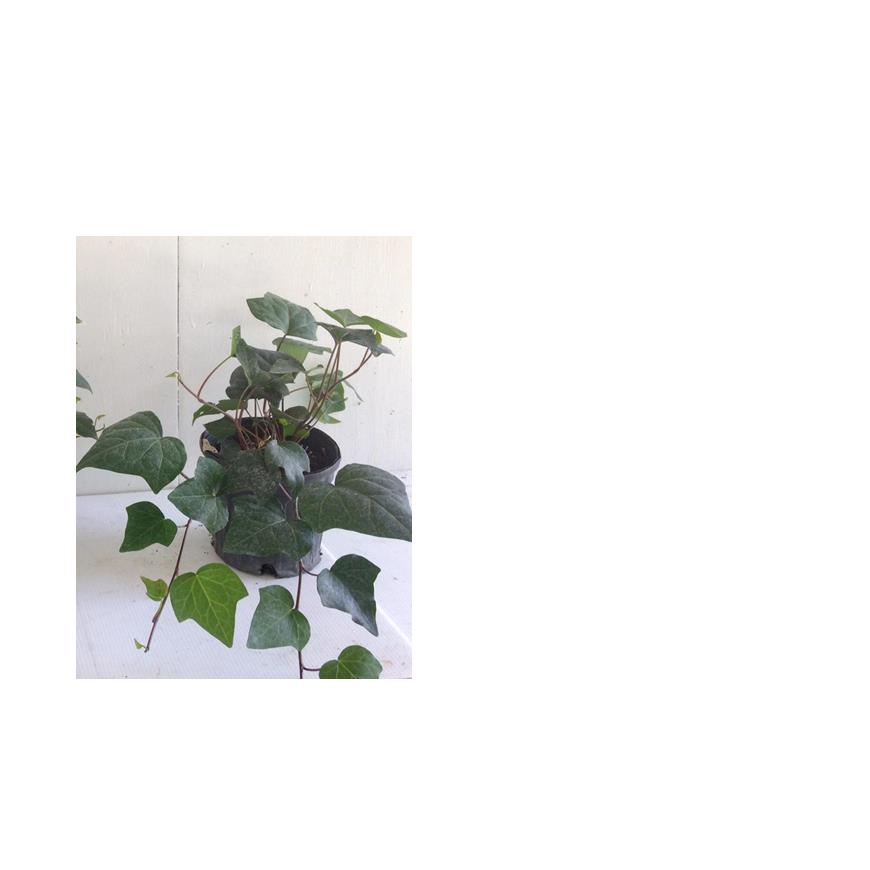 hedera-canariensis-algerian-ivy