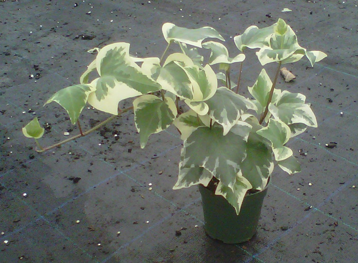 hedera-canariensis-gloire-de-marengo-algerian-ivy
