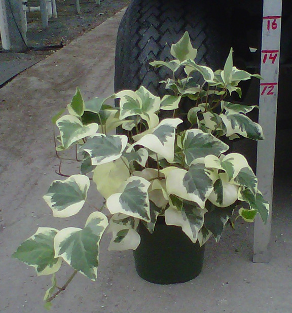 hedera-canariensis-gloire-de-marengo-algerian-ivy