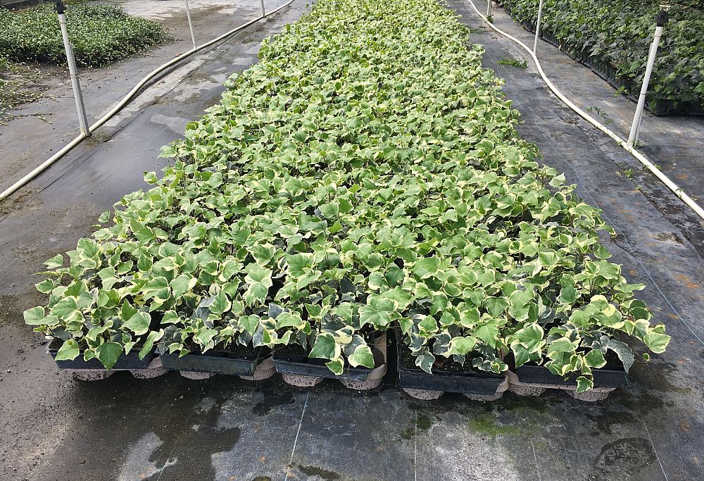 hedera-canariensis-gloire-de-marengo-algerian-ivy