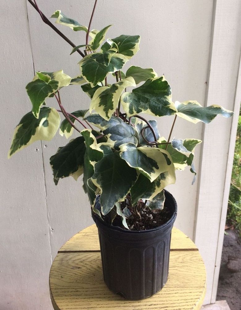 hedera-canariensis-gloire-de-marengo-algerian-ivy