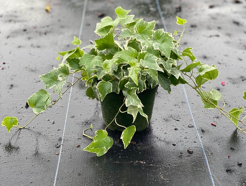 hedera-canariensis-variegata-algerian-ivy-variegated