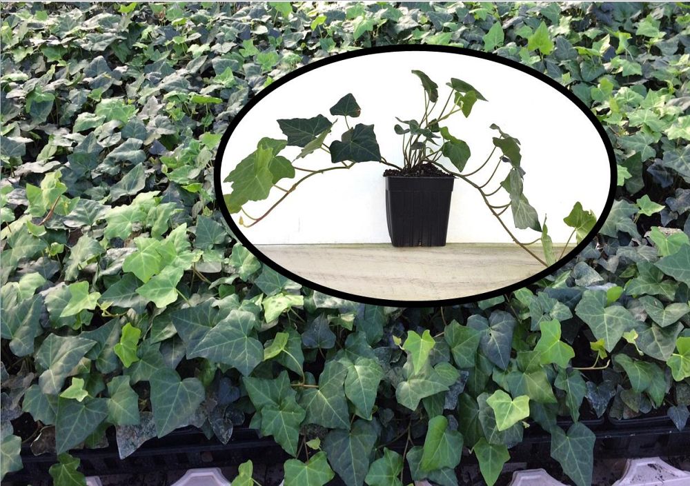 hedera-helix-cathedral-english-ivy