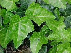 hedera-helix-english-ivy