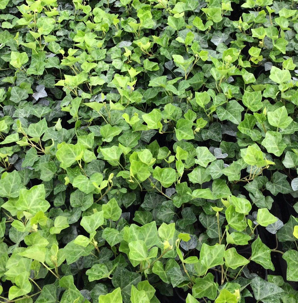 hedera-helix-english-ivy