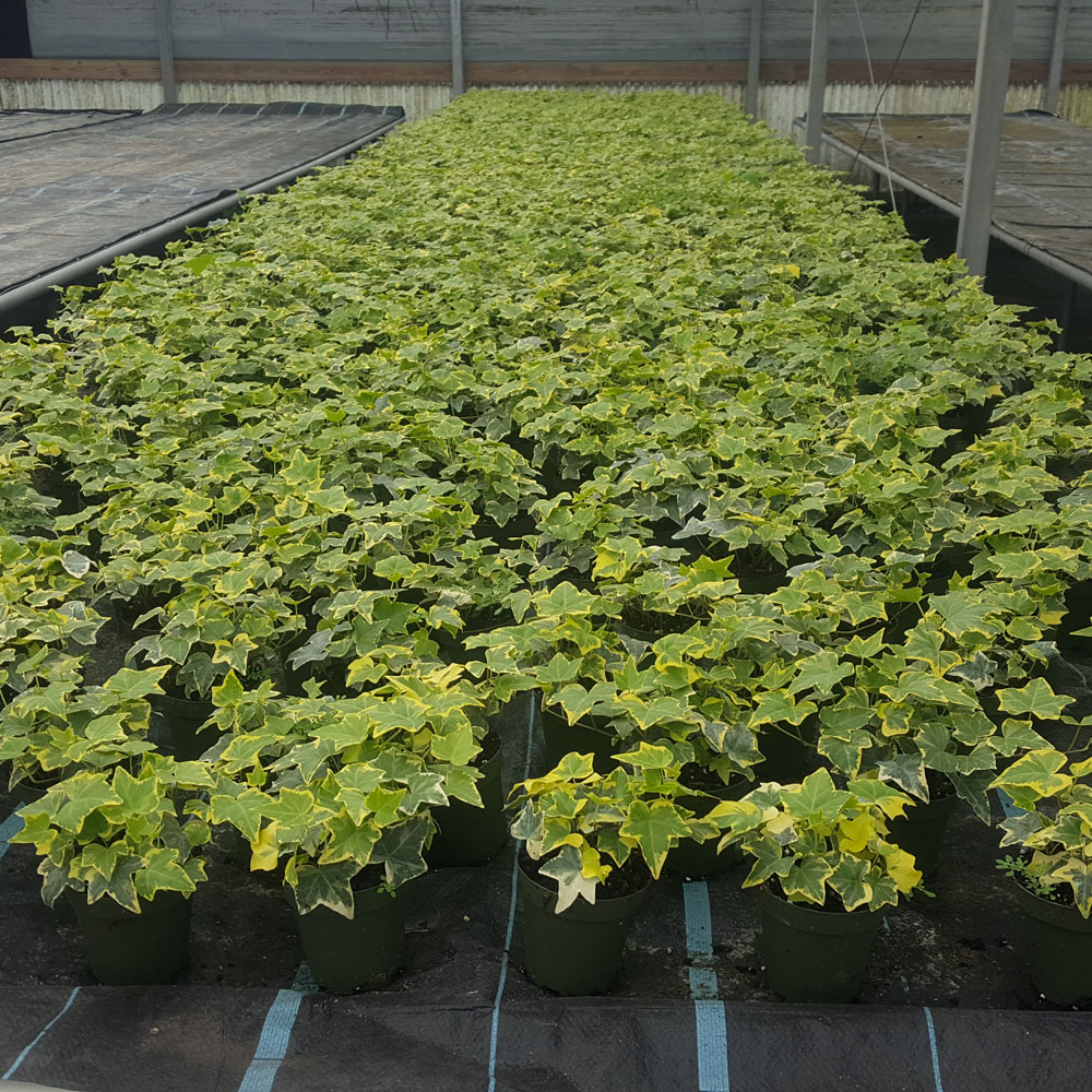 hedera-helix-english-ivy