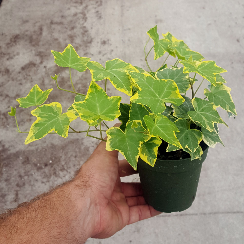 hedera-helix-english-ivy