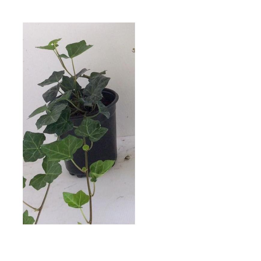 hedera-helix-english-ivy