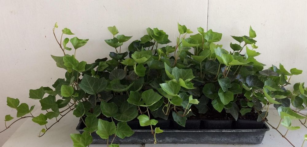 hedera-helix-english-ivy