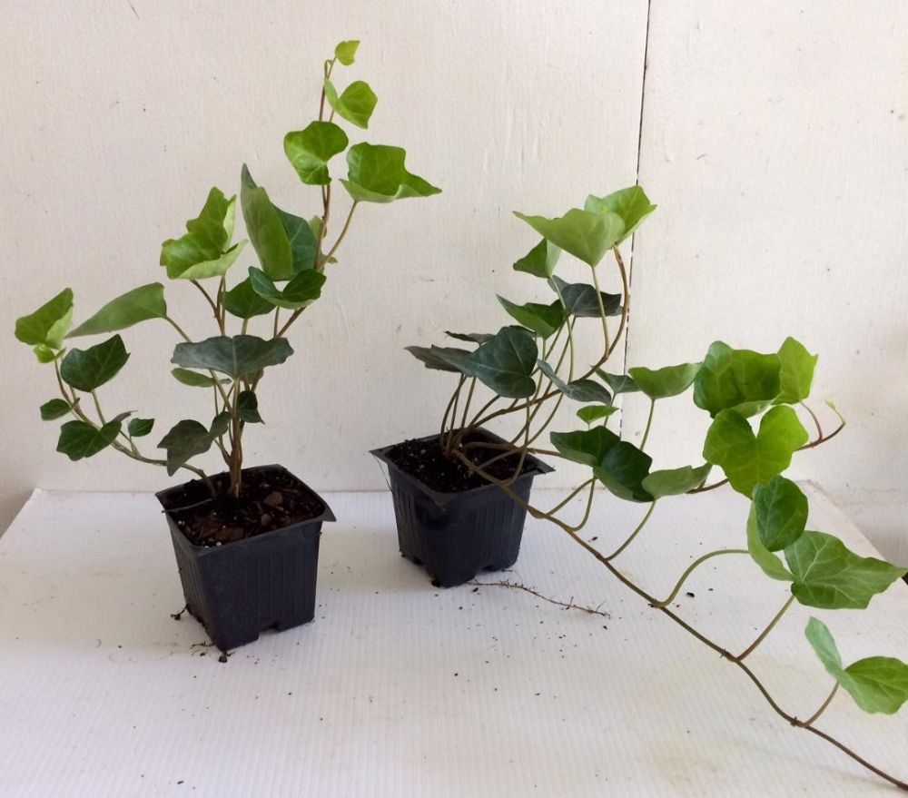 hedera-helix-english-ivy