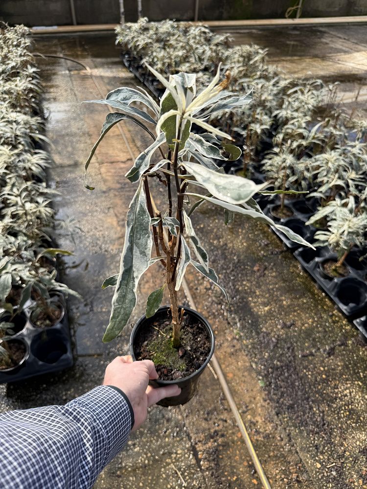 hedera-helix-english-ivy