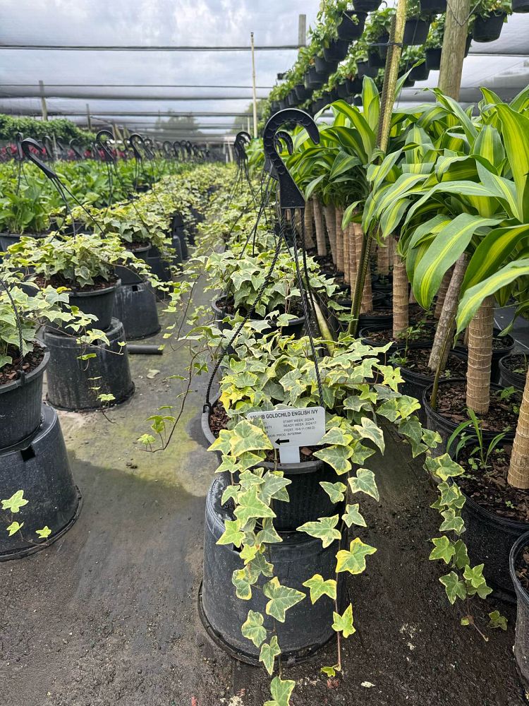 hedera-helix-gold-child-english-ivy