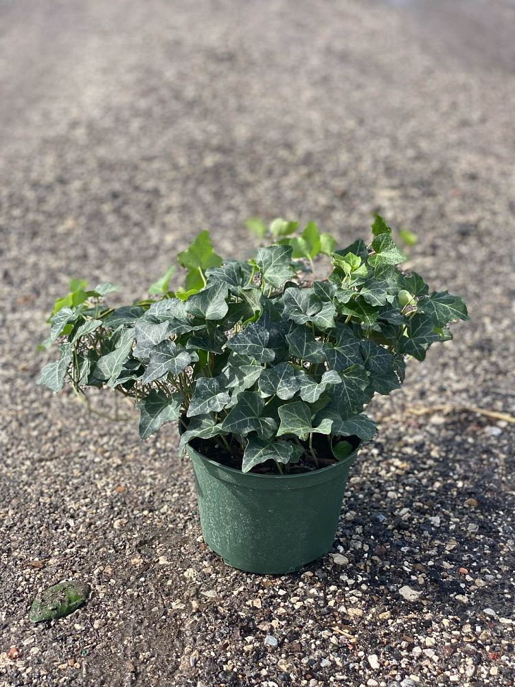 hedera-helix-greenheart-english-ivy