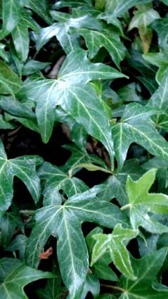 hedera-helix-needlepoint-english-ivy