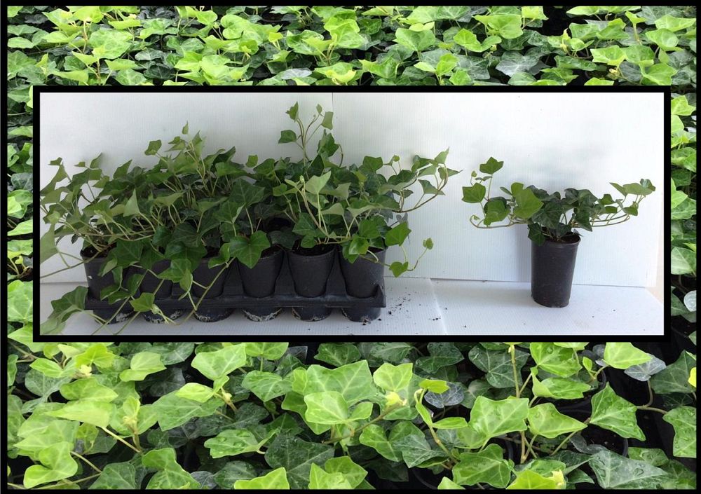 hedera-hibernica-irish-ivy