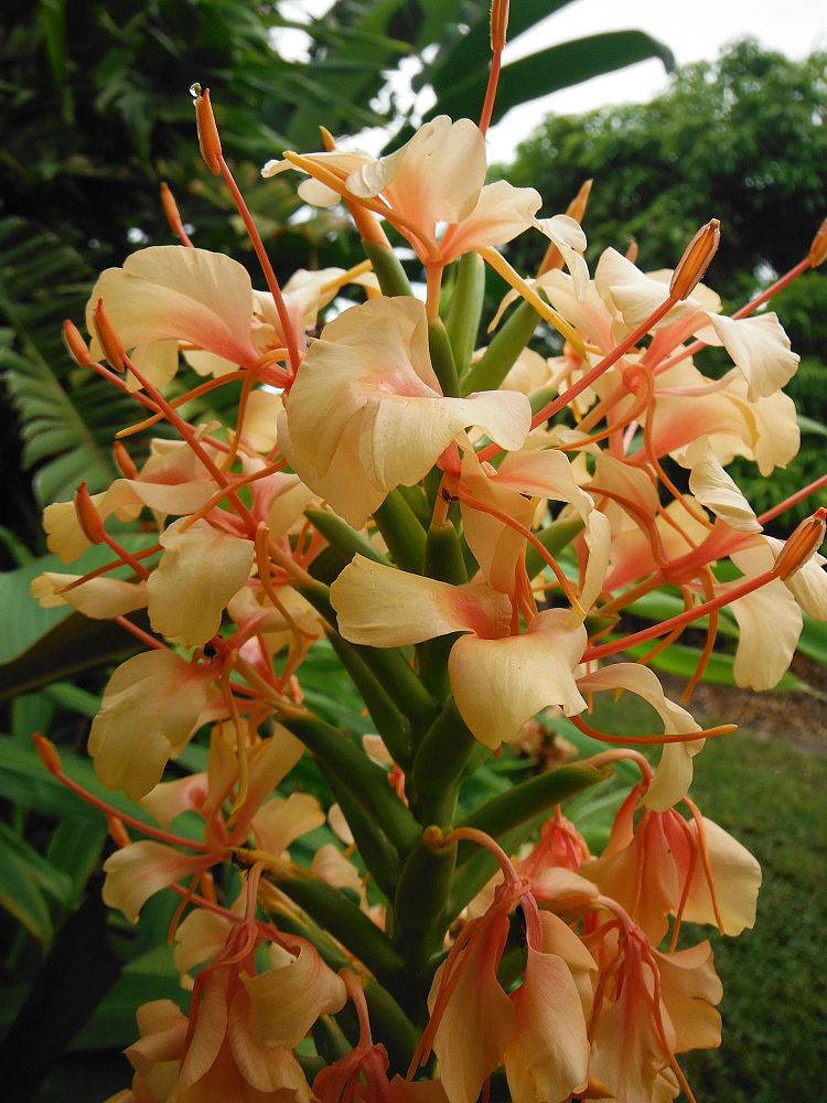 hedychium-butterfly-ginger-ginger-lily