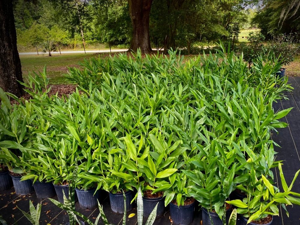 hedychium-butterfly-ginger-ginger-lily