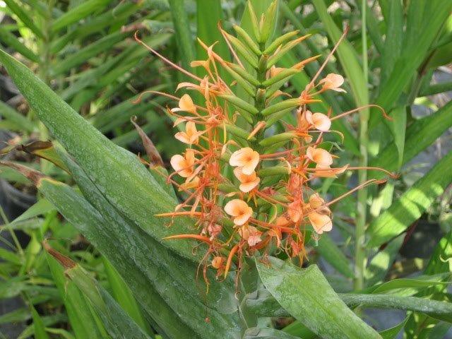 hedychium-coccineum-orange-bottlebrush-ginger-red-butterfly-ginger