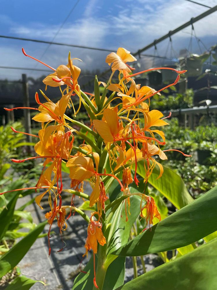 hedychium-coronarium-elizabeth-butterfly-ginger