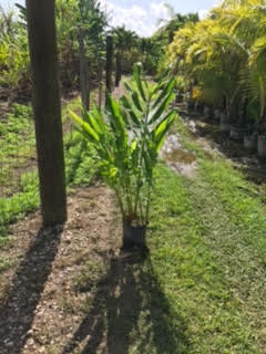 hedychium-coronarium-white-butterfly-ginger-white-ginger-lily