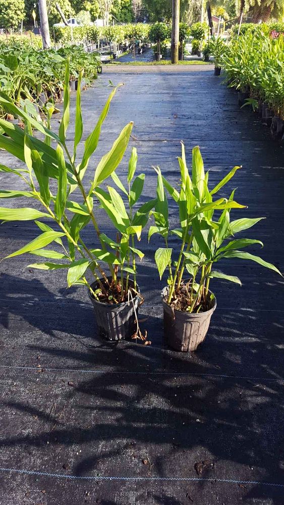 hedychium-coronarium-white-butterfly-ginger-white-ginger-lily