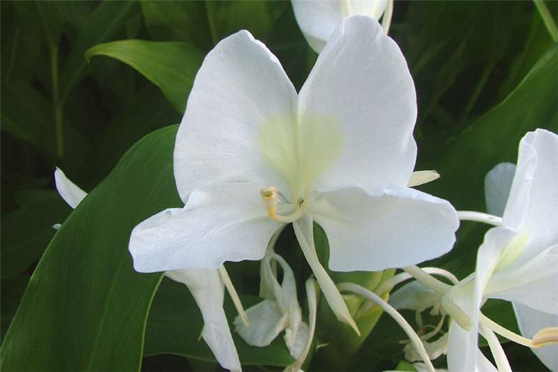 hedychium-coronarium-white-butterfly-ginger-white-ginger-lily