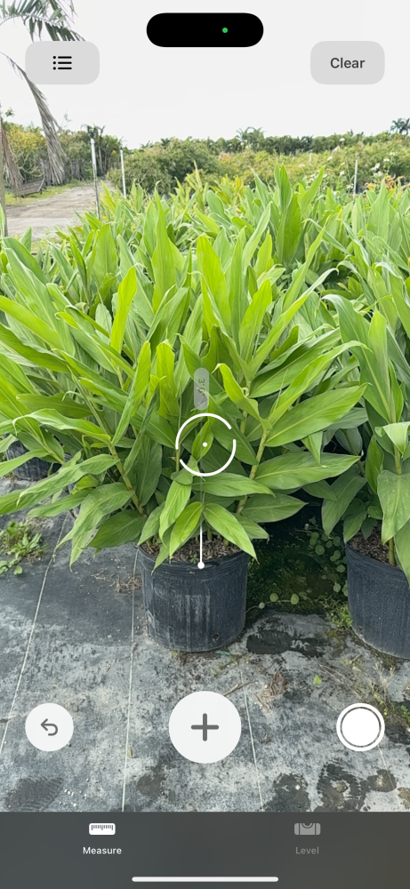 hedychium-coronarium-white-butterfly-ginger-white-ginger-lily