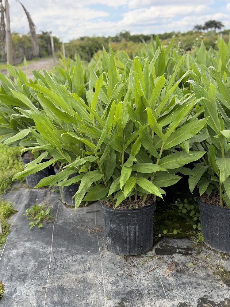 hedychium-coronarium-white-butterfly-ginger-white-ginger-lily