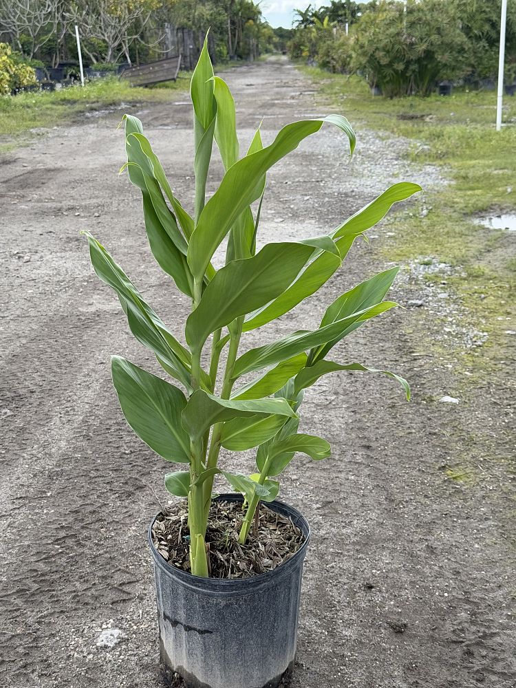 hedychium-coronarium-white-butterfly-ginger-white-ginger-lily