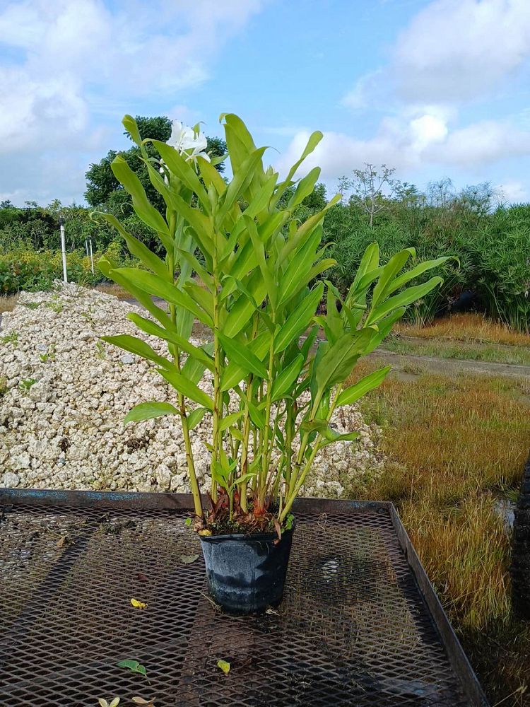 hedychium-coronarium-white-butterfly-ginger-white-ginger-lily