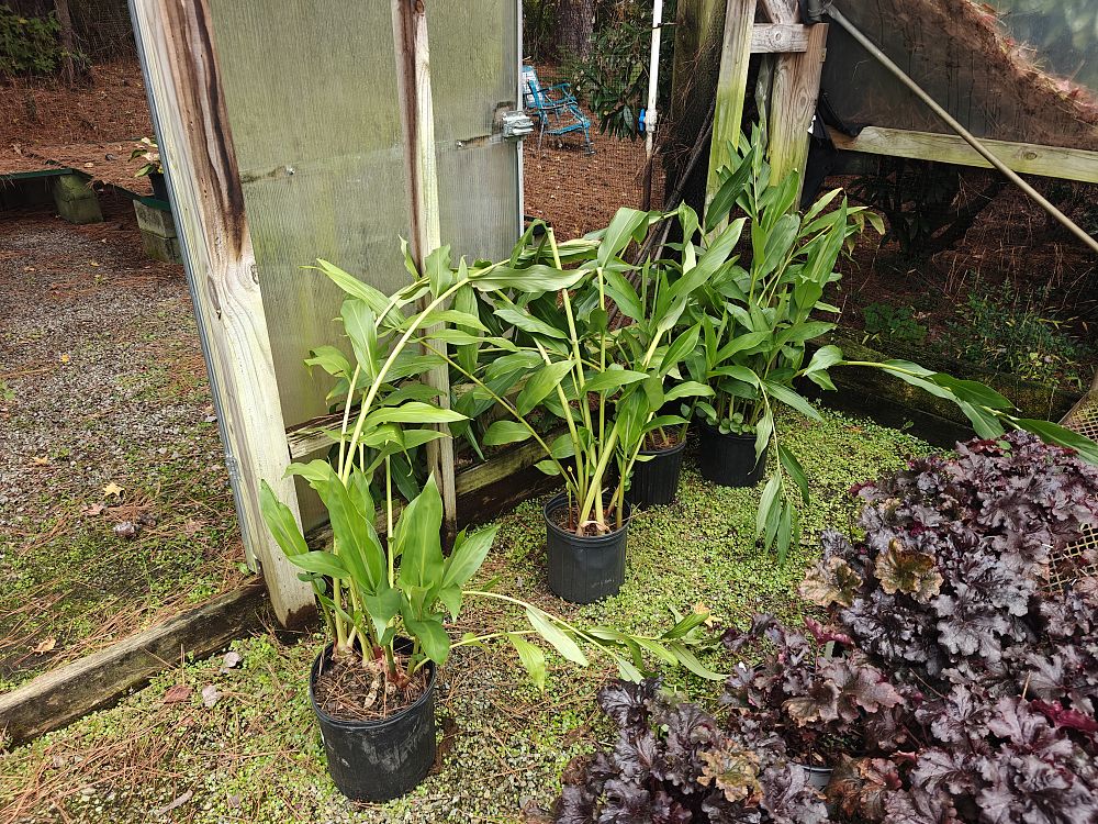 hedychium-coronarium-white-butterfly-ginger-white-ginger-lily